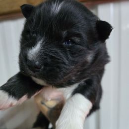 Spur - Black tan and white male Siberian Husky puppy in Addison, Michigan from Gray Run Siberian Huskies