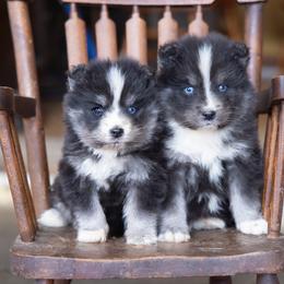 Coach - Black and white male Pomsky puppy in Moultonborough, New Hampshire from Foxfire Arctic Spitz