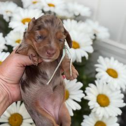 Ocean - Dapple female Dachshund puppy in Lehi, Utah from Cherry Creek Dachshunds