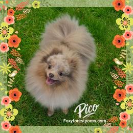 Pico - Pomeranian
