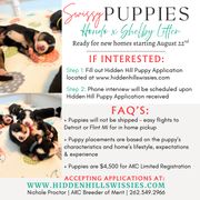 Greater Swiss Mountain Dog puppies from Hidden Hill Greater Swiss Mountain Dogs