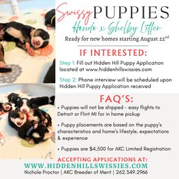 Greater Swiss Mountain Dog puppies from Hidden Hill Greater Swiss Mountain Dogs
