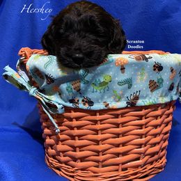 Goldendoodle Puppies from Scranton Goldendoodles