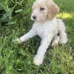 Dory - Parti female Goldendoodle puppy in Edmond, Oklahoma from Oodles of Doodles and Poodles