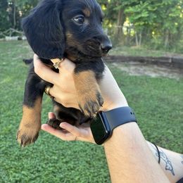 Tank - Black and tan male Dachshund puppy in Clermont, Florida from Dachshund Dad
