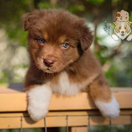 Rooster - Red tri-color male Australian Shepherd puppy in Buena Vista, Colorado from Wigglebutts Unlimited