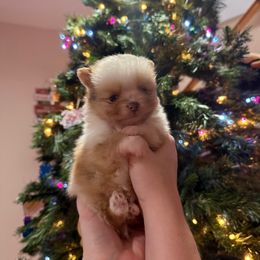 Chocolate Merle boy - Chocolate merle male Pomeranian puppy in Oak Lawn, Illinois from Pomeranian Boutique