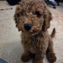 Goldendoodle Puppies from Ironstone Goldendoodles