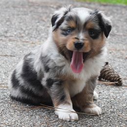 Miniature Australian Shepherds and Toy Australian Shepherds from Down South Aussies