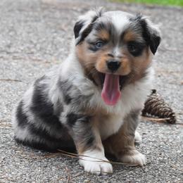 Miniature Australian Shepherds and Toy Australian Shepherds from Down South Aussies