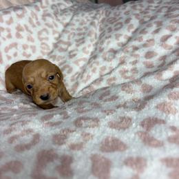 Rachel - Wheaten female Dachshund puppy in Lake City, Florida from My Ditzy Doxies of Florida