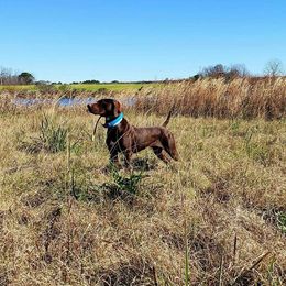 Trudee - German Shorthaired Pointer