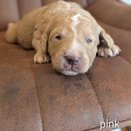 Pink - Apricot female Goldendoodle puppy in Prattville, Alabama from Jericho Junction Doodles and Poodles