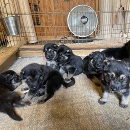 German Shepherd Puppies from J-Lyn Shepherds