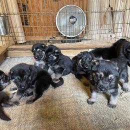 German Shepherd Puppies from J-Lyn Shepherds