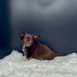Dewey - Chocolate and tan male Chihuahua puppy in Simpsonville, South Carolina from N&T's Chihuahuas