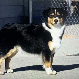 Charm - Miniature American Shepherd