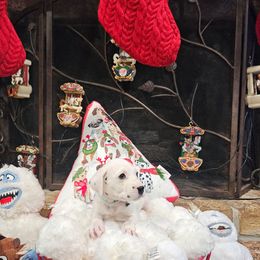 Jasmine - White and black female Dalmatian puppy in Katy, Texas from Lone Star Dalmatians