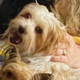 Lilly - Yorkshire Terrier