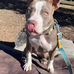 American Bully Puppies from Night Court Bullies