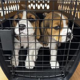 Beagle Puppies from Monica Rubianes