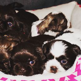 Shih Tzu Puppies from Savage Elegance Texas