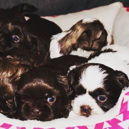 Shih Tzu Puppies from Savage Elegance Texas