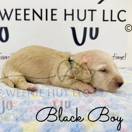 Black Boy - Cream male Dachshund puppy in Crandall, Texas from The Weenie Hut