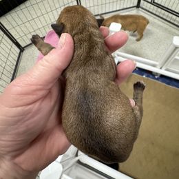 Miniature Schnauzer and Norwich Terrier Puppies from Parker Place  Puppies (Mini schnauzers and Norwich Terriers)