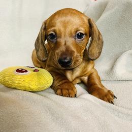 Dachshund Puppies from Mahzian Miniature Dachshunds