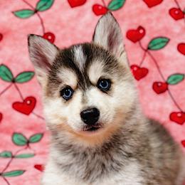 Haley - Wolf sable female Pomsky puppy in Bolton, Connecticut from Elle Pomsky