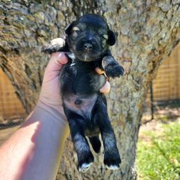 Boy 1 - Salt and pepper male Miniature Schnauzer puppy in Lake Charles, Louisiana from Du Lac Miniature Schnauzers
