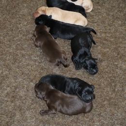 Ginger - Chocolate female Labrador Retriever puppy in Camden, Indiana from Camden's Caring Canines