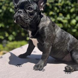 Girl 1 - French Bulldog puppy in San Jose, California from Jesikah408