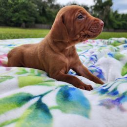 Vizsla Puppies from Countryside Vizslas