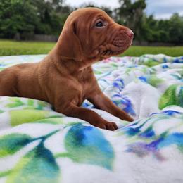 Vizsla Puppies from Countryside Vizslas