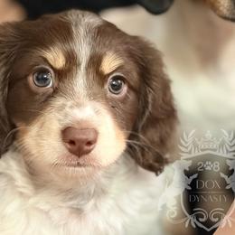 Dachshund Puppies from 208 Dox Dynasty