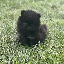 Pomeranian Puppies from POMS USA