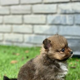 Pomeranian Puppies from Premium Poms