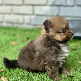 Pomeranian Puppies from Premium Poms