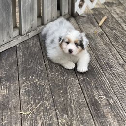 Australian Shepherd Puppies from Mezzo Australian Shepherds