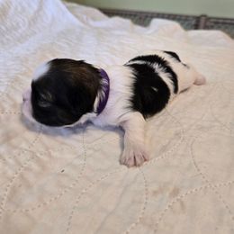 Girl purple collar Rosey - Tricolor female Shih Tzu puppy in Missouri from Farm Animal Mommy Shih tzu's