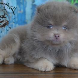 Bear - Lavender male Pomeranian puppy in Fultonville, New York from Sandy Aussies & Pomeranians