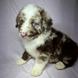 Boy 1 - Red merle male Aussiedoodle puppy in Alabama from SBA Aussies