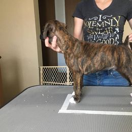 Boxer Puppies from Vintage Boxers