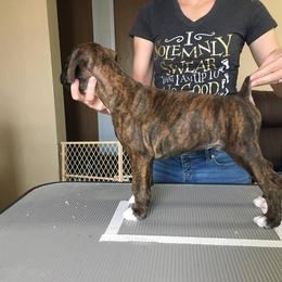 Boxer Puppies from Vintage Boxers