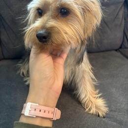Nugget - Yorkshire Terrier