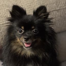 Jade - Pomeranian