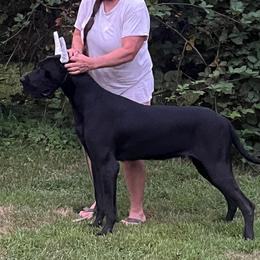Nior - Black female Great Dane puppy in Golconda, Illinois from Breken Great Danes