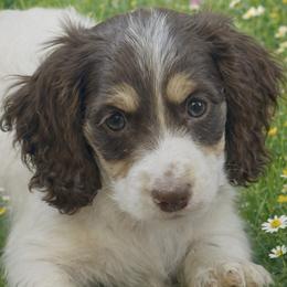Giselle 3000.00 RTG March 13 - Chocolate and tan female Dachshund puppy in Albany, Wisconsin from Deglow’s Doxies